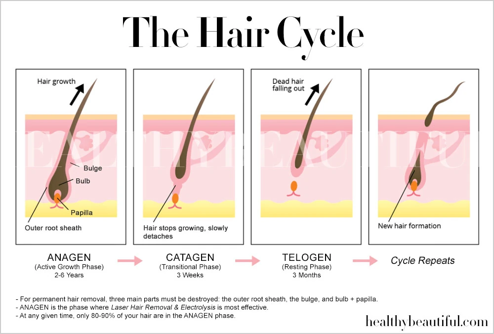 Image: The hair cycle starts from the active growth phase called ANAGEN, followed by the transitional phase called CATAGEN, and is bookended by the resting phase called TELOGEN. This cycle repeats as we replace the hair in our bodies.
